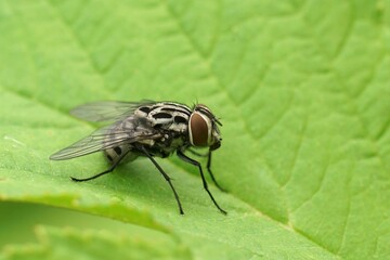 Closeup on the nice patterned House Fly, Graphomya maculata sitting on a green leaf