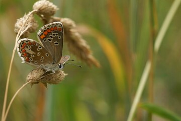 Closeup on a small, fresh emerged Brown Argus butterrfly, Aricia agestis sitting in a grassland