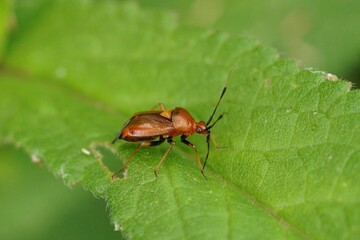 Closeup on the colorful red mirid bug, Deraeocoris ruber sitting on a green leaf