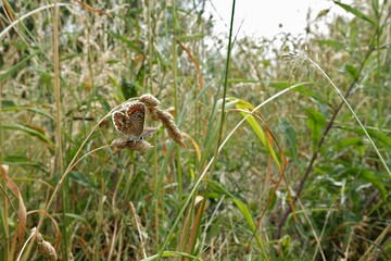 Closeup on a small, fresh emerged Brown Argus butterrfly,  Aricia agestis sitting in a grassland