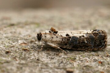 Closeup on the small White-backed Marble tortricid micro moth , Hedya salicella, sitting on wood