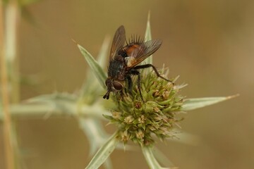 Close up of a rare tachinid fly, Peleteria rubescens on an Eryngium campestre flower