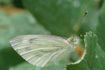 Closeup on the Green-veined White, Pieris napi sitting with closed wings in the vegetation