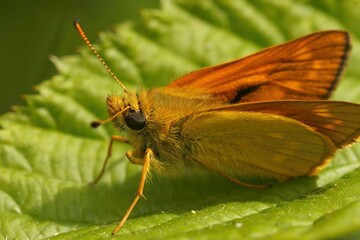 Closeup on a European Large skipper butterfly, Ochlodes sylvanus sitting on a green leaf
