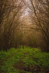 empty field with green trees on the horizon, against a blue stormy sky