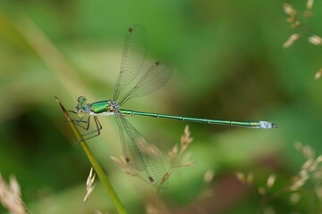 Closeup on a Small emerald spreadwing damselfly, Lestes virens perched in the vegetation