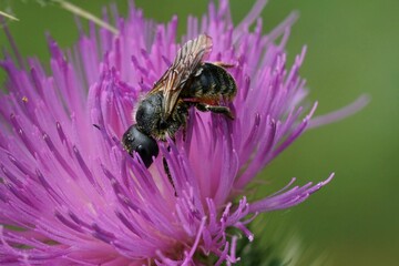 Closeup on a female Orange vented mason bee, Osmia leaiana, collecting pollen from a spear thistle