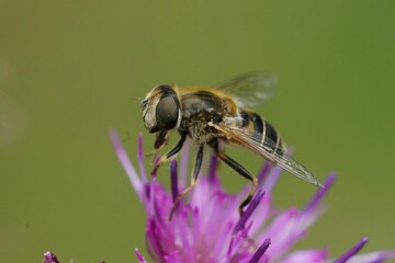 Closeup on an orange spined or Stripe-faced Dronefly, Eristalis nemorum sitting on a purple thistle