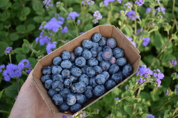 Blueberries in a box in a field of blue flowers