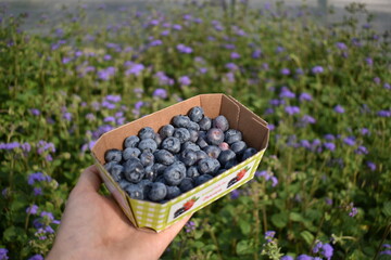 Blueberries in a box in a field of blue flowers