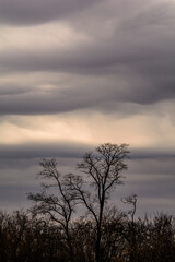dark silhouettes of trees without branches, against the background of a stormy cloudy sky, similar to waves of water