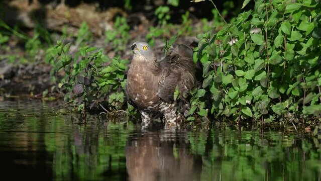 European Honey Buzzard (Pernis apivorus) coming to drink in a pond during a heat wave. France.