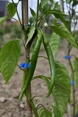 growing green chili on a plant in a garden