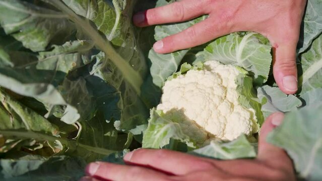 Close-up view of hands showing a cauliflower growing on a farm