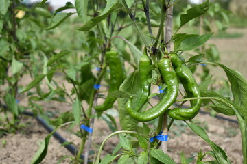Growing bell pepper in a field on a farm in summer