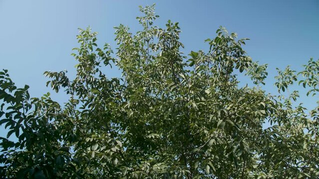 Close-up view green tree against a blue sky