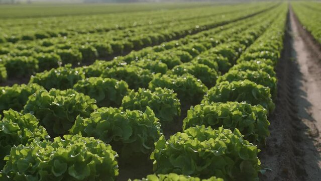 Beautiful view of cabbages growing on a farm