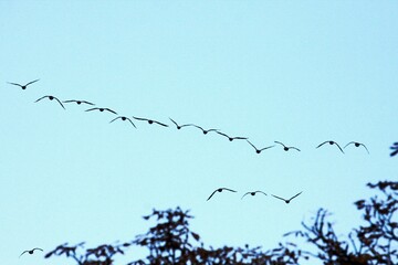 Vogelschwarm im Flug