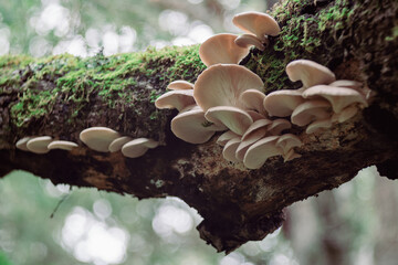 Oyster mushrooms growing on a tree near Santa Cruz, California. - obrazy, fototapety, plakaty