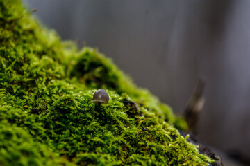 macro of small mushrooms on the bark of a tree completely covered with green moss, on a gray background