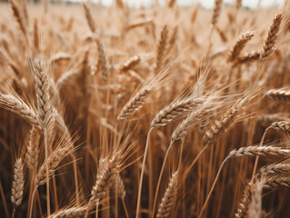 Fototapeta premium wheats in a field, generative ai 