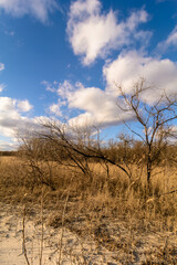 Fototapeta premium sand field with dried trees, bushes and reeds, against a blue sky with white clouds