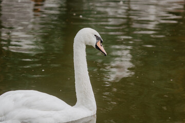 swan on the lake