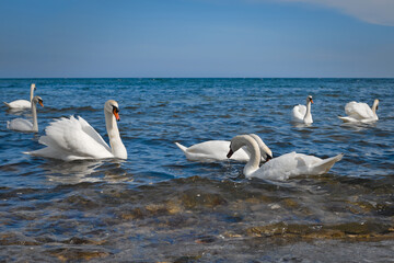 White swans on the sea near the shore feed on bread that is thrown to them