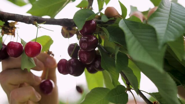 Close-up view of a hand picking cherries from a tree