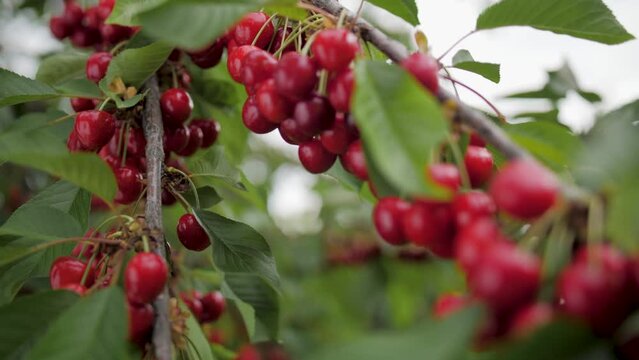 Close-up view of a red cherries growing on a tree