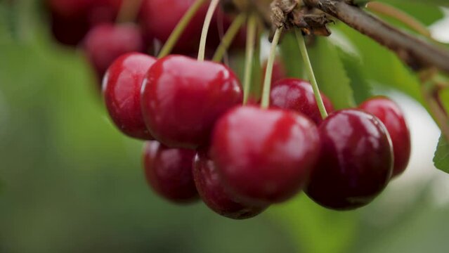 Close-up view of a red cherries growing on a tree