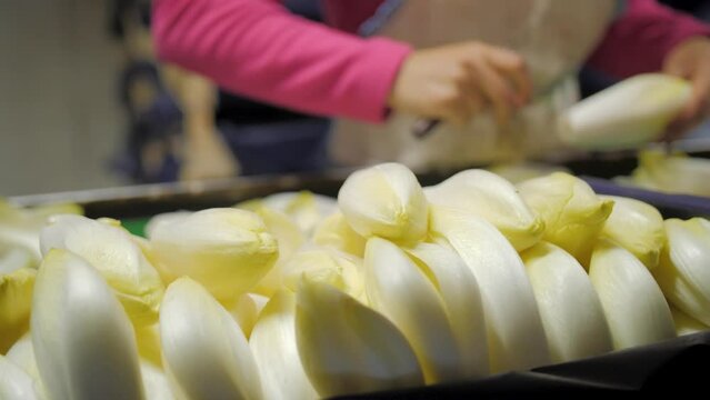 People cutting and sorting endives in a factory