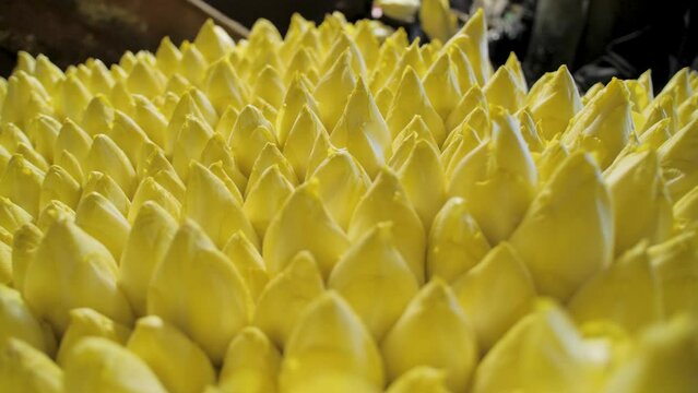 Close-up view of a group of endives