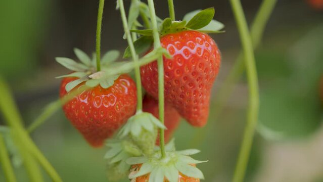 Close-up view of fresh strawberries growing in a garden