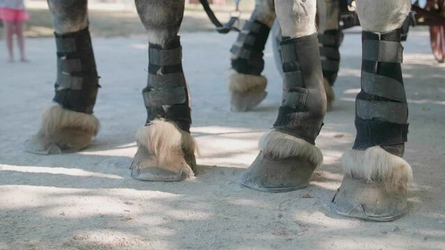 Closeup of horses legs with protection cloth in the park