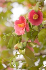 Closeup on red camellia flowers blooming during the spring season in the Japanese Asukayama park.