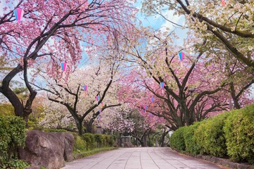 Obraz premium Pathway of the Asukayama park surrounded by pink and white cherry blossoms trees.