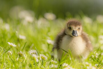 Closeup of a little duck perched on green grass
