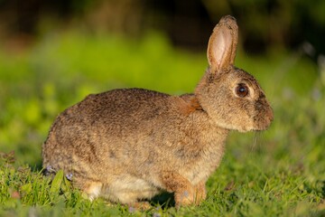Naklejka na ściany i meble Closeup of a brown rabbit perched on green grass