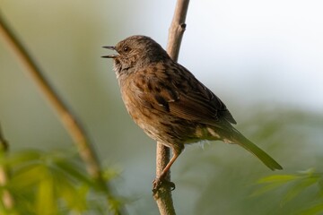 Closeup of a sparrow perched on a tree branch