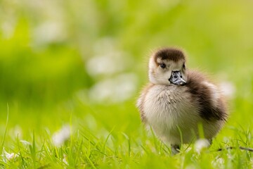 Closeup of a little duck perched on green grass