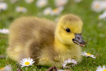 Closeup of a little duck perched on green grass