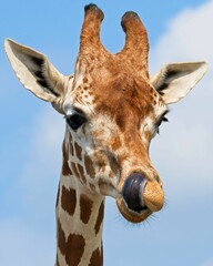 Portrait of a male giraffe under the sunlight and a blue cloudy sky