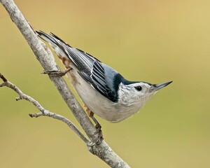 Closeup of a White-breasted Nuthatch perched on a tree branch with a blurry background