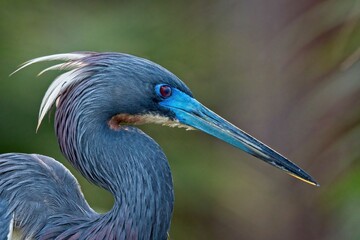 Closeup of a tricolored heron at Ding Darling Wildlife Preserve, Florida