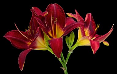 Closeup of red daylilies under the lights isolated on a black background