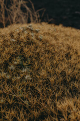 Vibrant green cactus stands against a plain black backdrop, creating a striking image