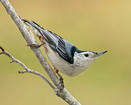 Closeup of a White-breasted Nuthatch perched on a tree branch with a blurry background