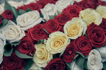 Background of white and red roses. Close-up of beautiful rose buds in a row with space to copy. High quality photo