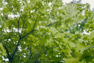 Fototapeta na wymiar Spring seasonal background of green maple leaves. Eco-friendly concept. Fresh green leaves on a tree in daylight. High quality photo